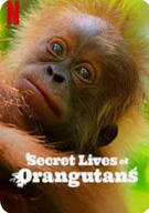 우리가 몰랐던 오랑우탄 Secret.Lives.of.Orangutans.2024